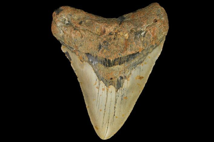 Fossil Megalodon Tooth - North Carolina #109795